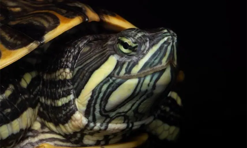 Alertan investigadoras de la UJAT sobre riesgo de escasez de las tortugas en Tabasco