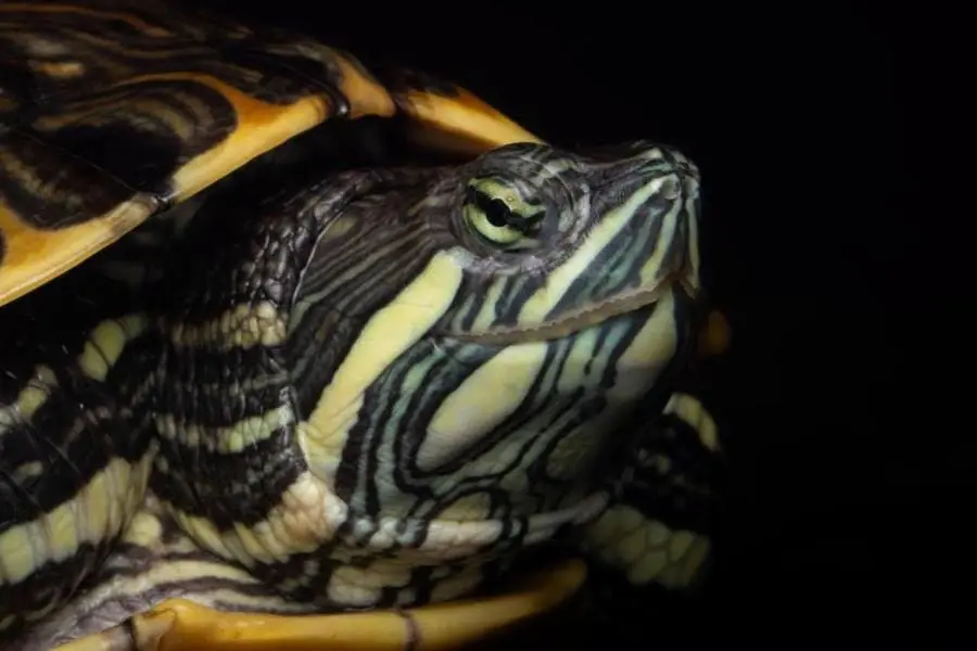 Alertan sobre riesgo de escasez de tortugas en Tabasco por destrucci&oacute;n de su h&aacute;bitat