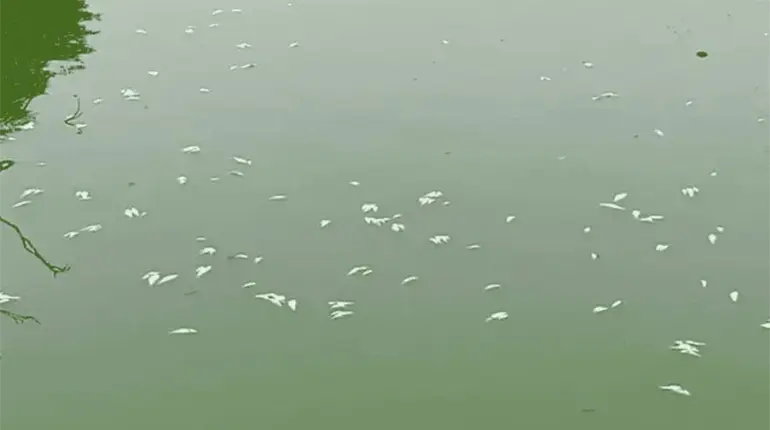 Mortandad de peces en &acute;Las Ilusiones&acute; se ha presentado al menos 6 veces en el a&ntilde;o: Semades