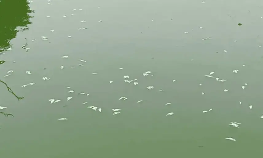 Mortandad de peces en laguna de Las Ilusiones se han presentado al menos 6 veces en el año: Semades