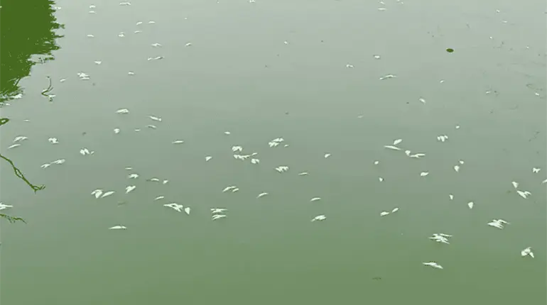 Mortandad de peces en laguna de Las Ilusiones se han presentado al menos 6 veces en el a&ntilde;o: Semades