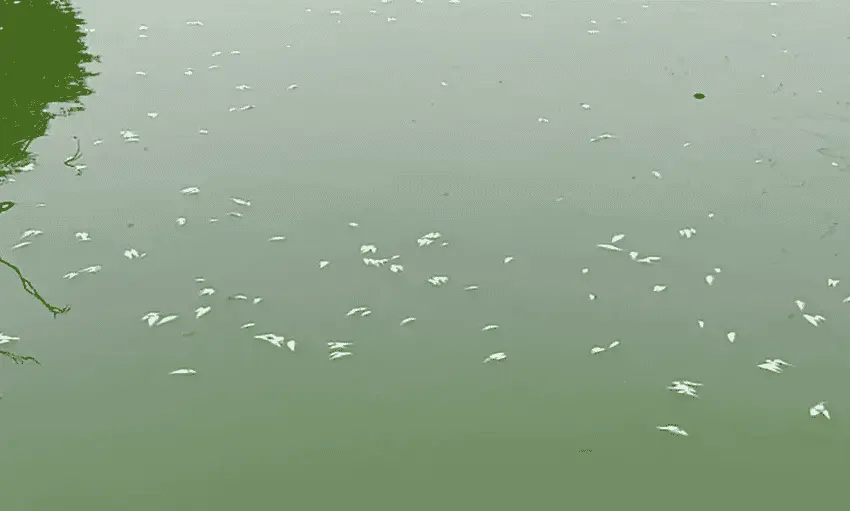 Mortandad de peces en laguna de Las Ilusiones se han presentado al menos 6 veces en el año: Semades