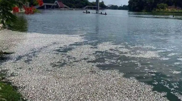 Lluvias intermitentes y altas temperaturas causan la mortandad de peces en las Ilusiones: Semades