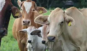 Sonora suspende temporalmente la exportaci&oacute;n de ganado a EE. UU. tras detectar afta en animal