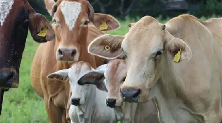 Sonora suspende temporalmente la exportaci&oacute;n de ganado a EE. UU. tras detectar afta en animal