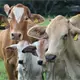 Sonora suspende temporalmente la exportaci&oacute;n de ganado a EE. UU. tras detectar afta en animal