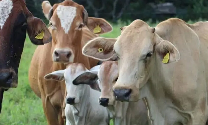 Sonora suspende temporalmente la exportación de ganado a EE. UU. tras detectar afta en animal
