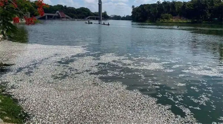 Lluvias intermitentes y altas temperaturas causan la mortandad de peces en las Ilusiones: Semades