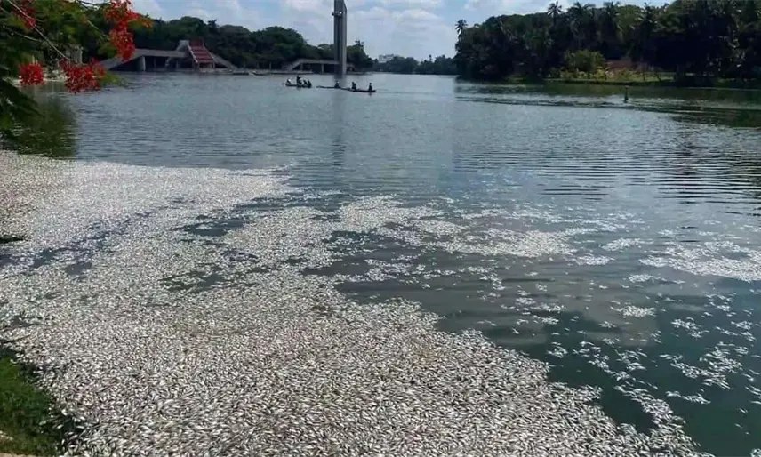 Lluvias intermitentes y altas temperaturas causan la mortandad de peces en las Ilusiones: Semades