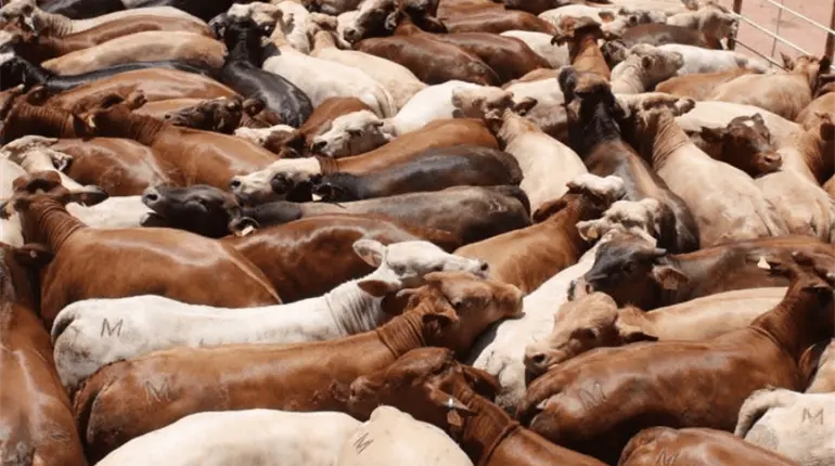 Descartan en Sonora presencia de fiebre aftosa y retomar&aacute;n exportaci&oacute;n ganado a EE. UU. el pr&oacute;ximo martes