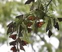 Inicia la migraci&oacute;n de las mariposas monarca a M&eacute;xico; ya son vistas en Sabinas, Coahuila