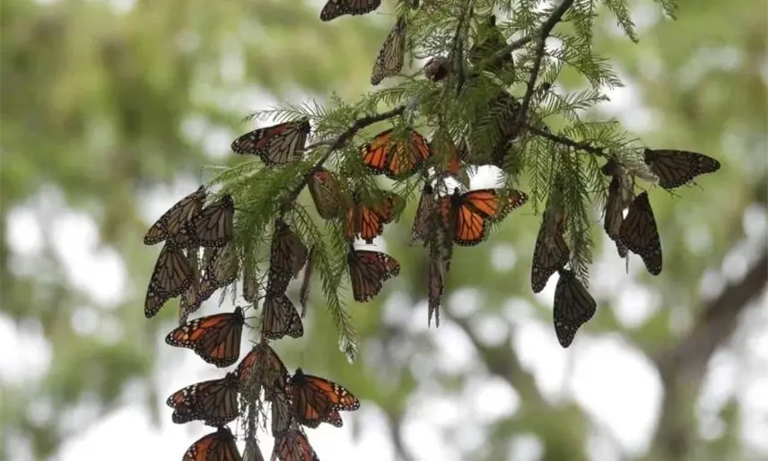 Inicia la migración de las mariposas monarca a México; ya son vistas en Sabinas, Coahuila
