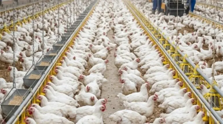 M&eacute;xico bloquea ingreso de pollo brasile&ntilde;o por brote de Newcastle