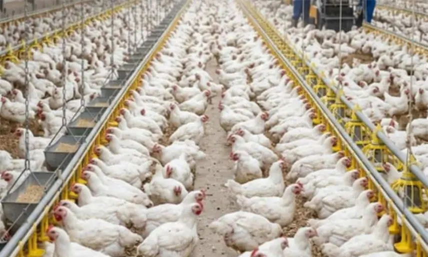 México bloquea ingreso de pollo brasileño por brote de Newcastle