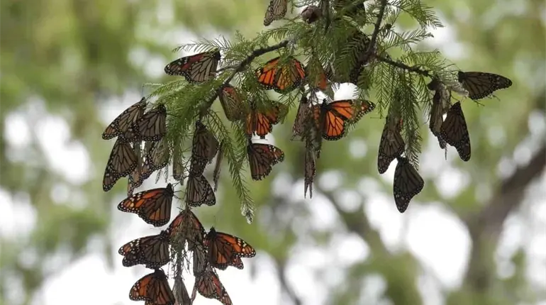 Inicia la migraci&oacute;n de mariposas monarca hacia M&eacute;xico
