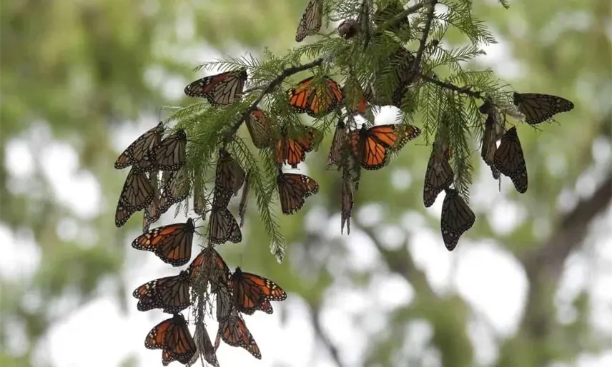 Inicia la migración de mariposas monarca hacia México