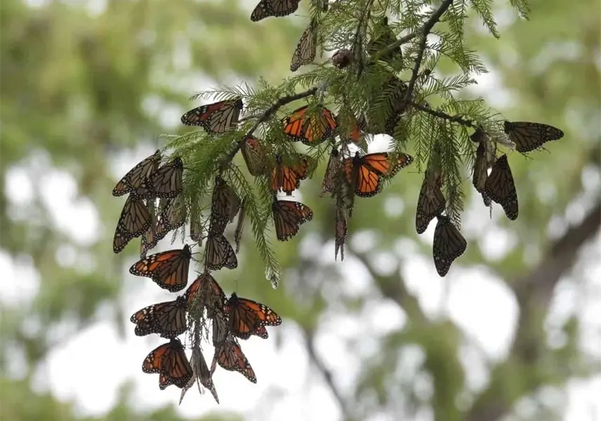 Inicia la migración de mariposas monarca hacia México Inicia la migración de mariposas monarca hacia México
