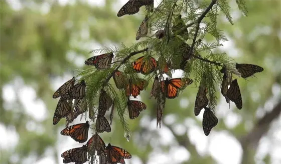 Inicia la migraci&oacute;n de mariposas monarca hacia M&eacute;xico