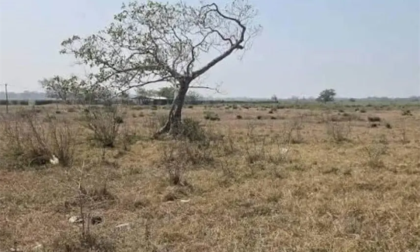Reporta SADER alrededor de 2 mil hectáreas afectadas por la sequía este 2026 en Tabasco