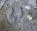 Descubren en Michoac&aacute;n 50 huellas fosilizadas de dinosaurios