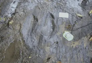 Descubren en Michoac&aacute;n 50 huellas fosilizadas de dinosaurios