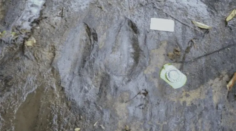 Descubren en Michoac&aacute;n 50 huellas fosilizadas de dinosaurios