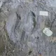 Descubren en Michoac&aacute;n 50 huellas fosilizadas de dinosaurios