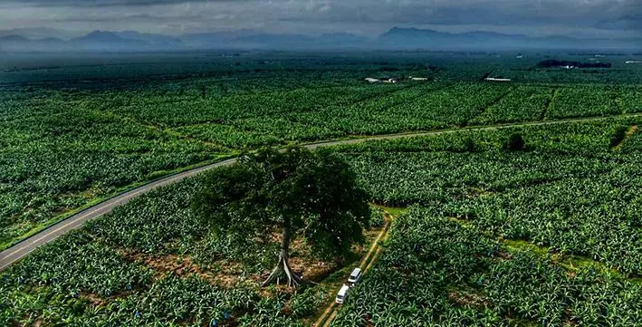 Informa SADER que 68 productores plataneros de Tabasco est&aacute;n inscritos en el programa de subsidio el&eacute;ctrico de uso agr&iacute;cola
