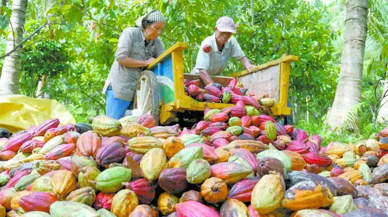 Aporta UJAT propuestas cient&iacute;ficas en el Senado para fortalecer la cadena de valor del cacao