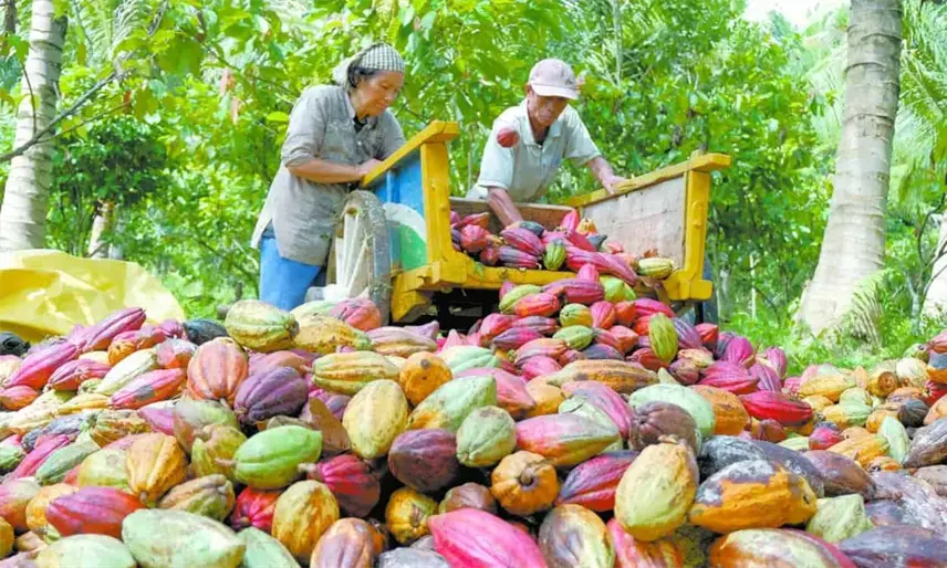 Aporta UJAT propuestas científicas en el Senado para fortalecer la cadena de valor del cacao