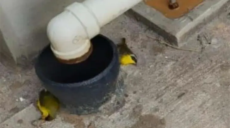 Reporta colectivo mortandad de aves en Para&iacute;so cerca de la zona de la refiner&iacute;a