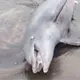 Encuentran delf&iacute;n sin vida en playas de Para&iacute;so
