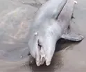Encuentran delf&iacute;n sin vida en playas de Para&iacute;so