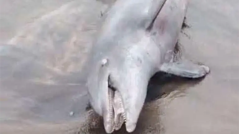 Encuentran delf&iacute;n sin vida en playas de Para&iacute;so